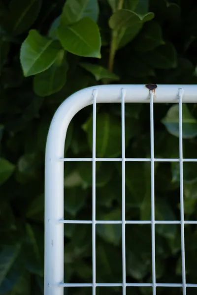 Lehne eines weissen Gartenstuhls vor einer grünen Hecke